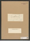 Diatomeae indet. Zeichnungen Sammlung Grunow Nr. 6999 (NHMW-BOT-W0375910)